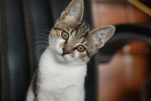 娱乐吃瓜小猫咪视频