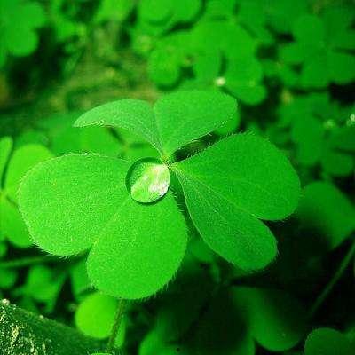 吃瓜四叶草娱乐,揭秘娱乐圈幕后故事